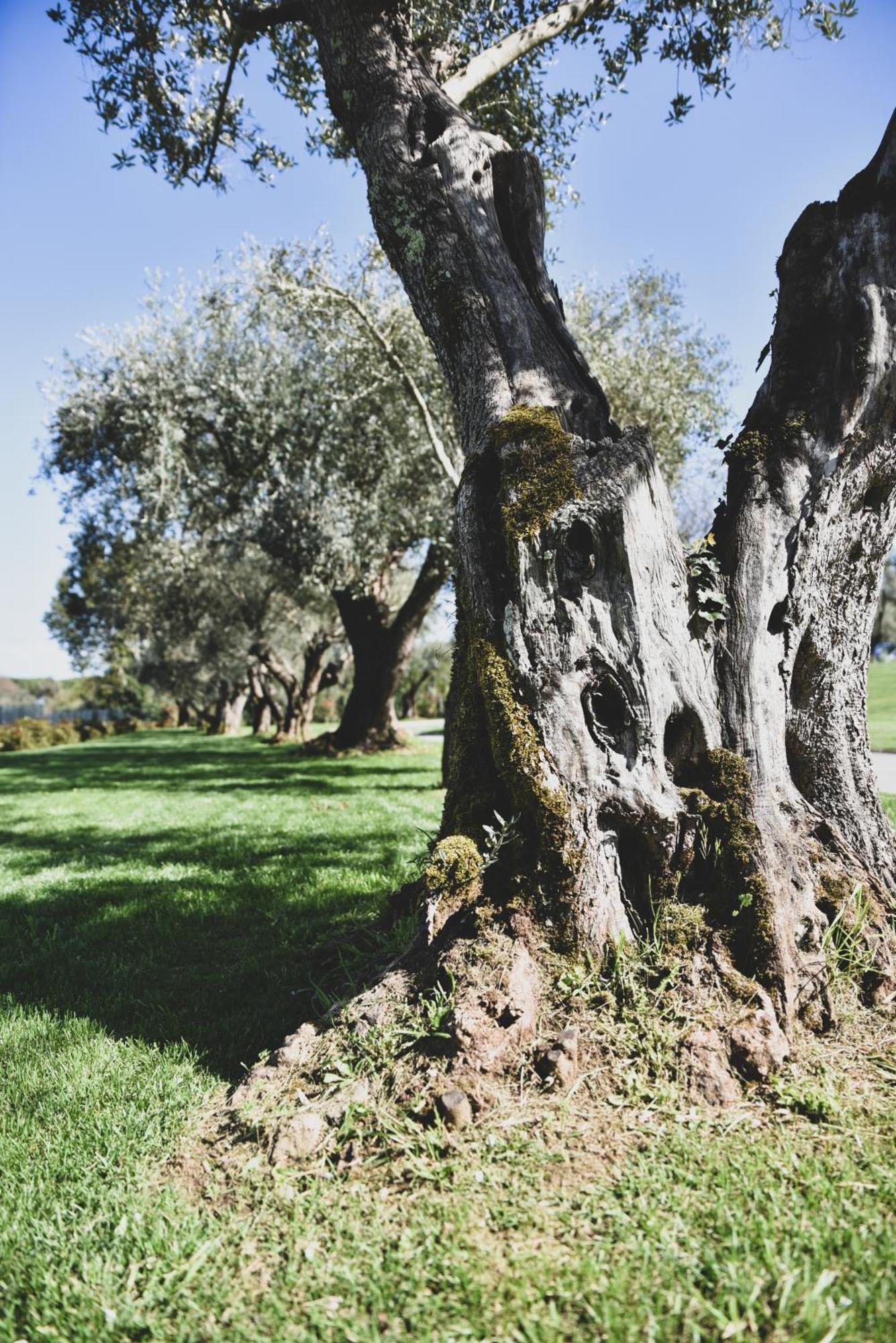 Vigna Caio Relais & Spa (Adults Only) Браччано Экстерьер фото